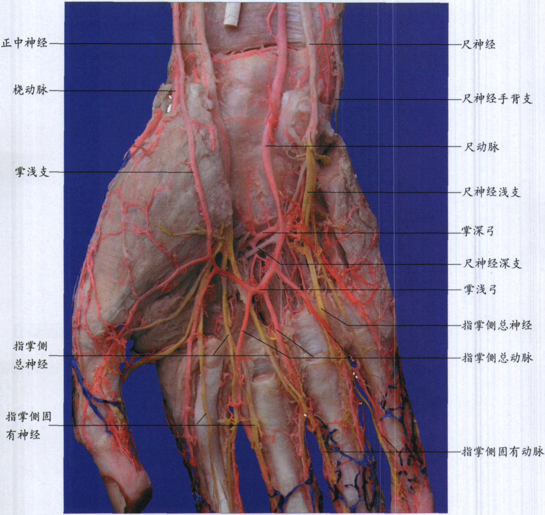 腕管内的结构-钟世镇现代临床解剖学-医学
